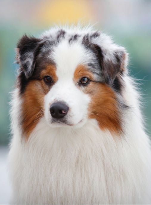 Magical Tale Of Dragons