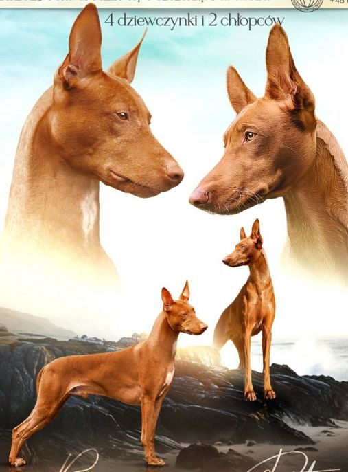 MALTAŃSKA MAGIA FCI 