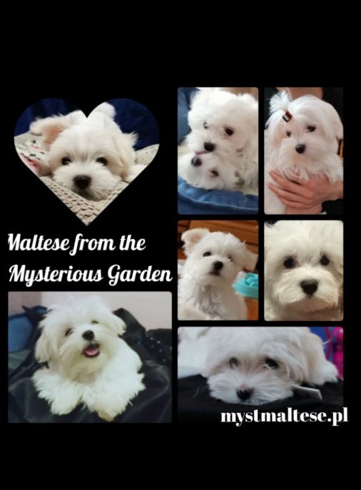 Maltese from the Mysterious Garden FCI