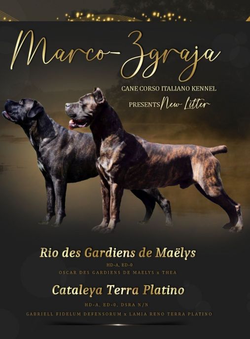 Marco-Zgraja FCI Cane Corso