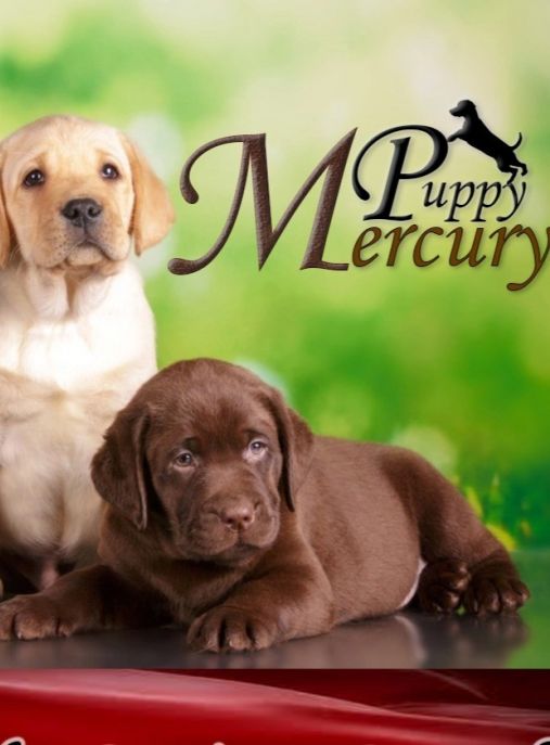 Mercury Puppy