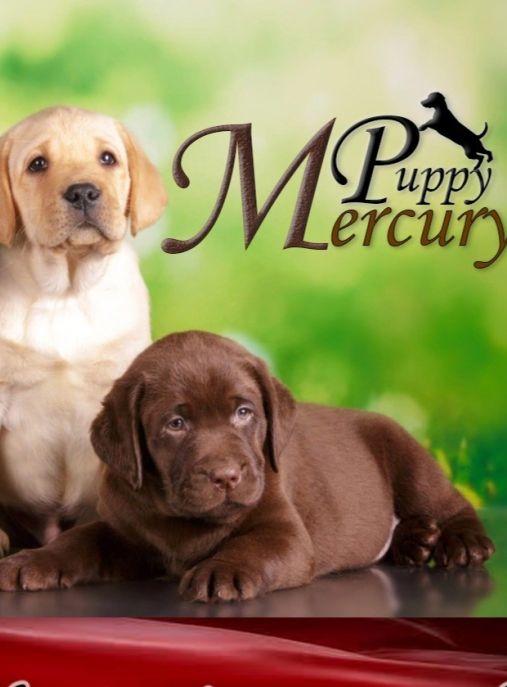 Mercury Puppy