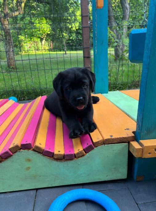 Merdające Szczęście FCI