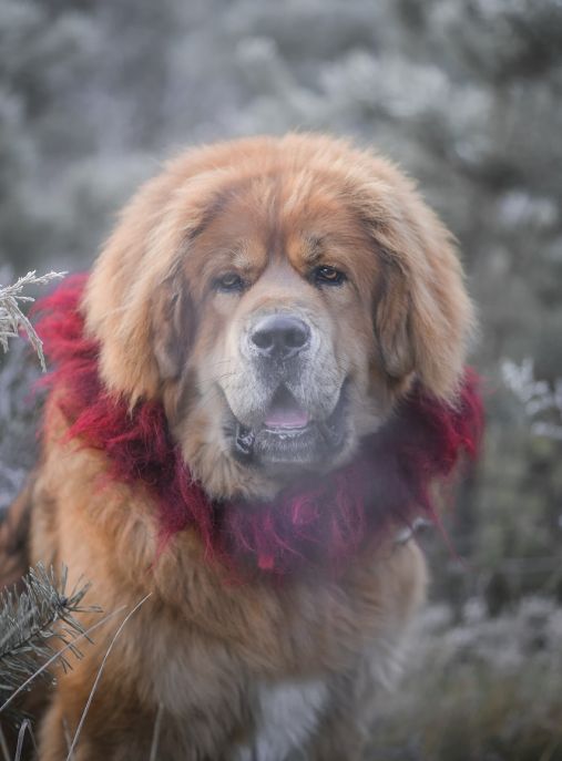 Mi-Tsang Tibetan Mastiff FCI Kennel 