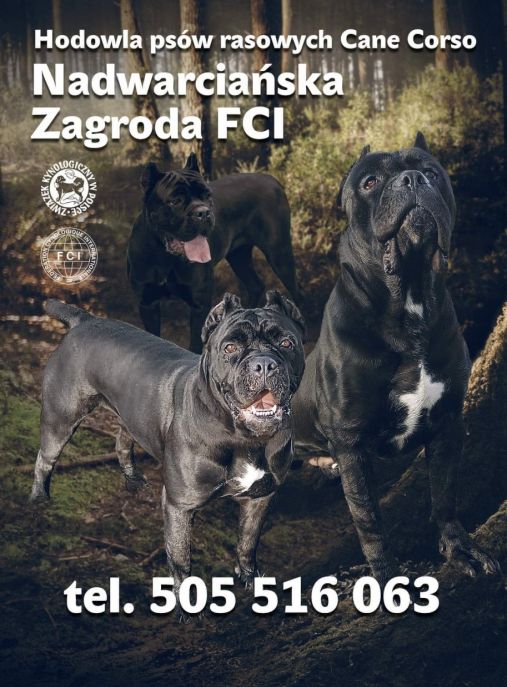 Nadwarciańska Zagroda Cane Corso FCI 