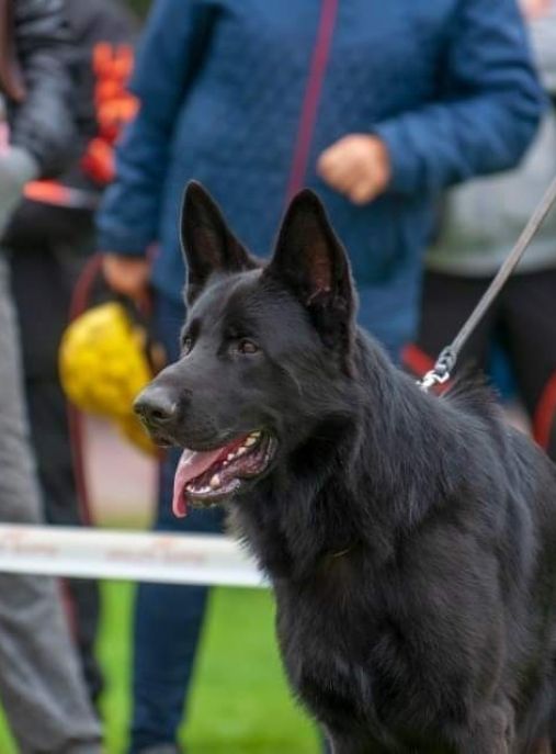 Criadero de perros