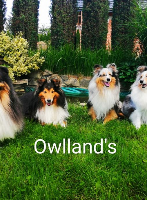Owlland's