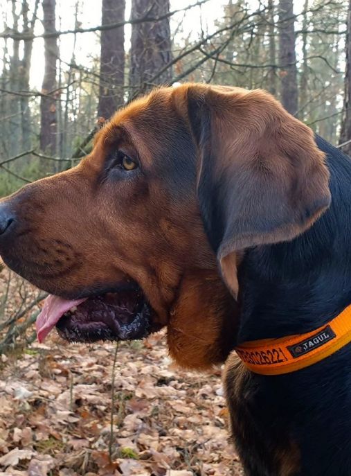 Panicz Otello z Poniatowskiego Dworku FCI