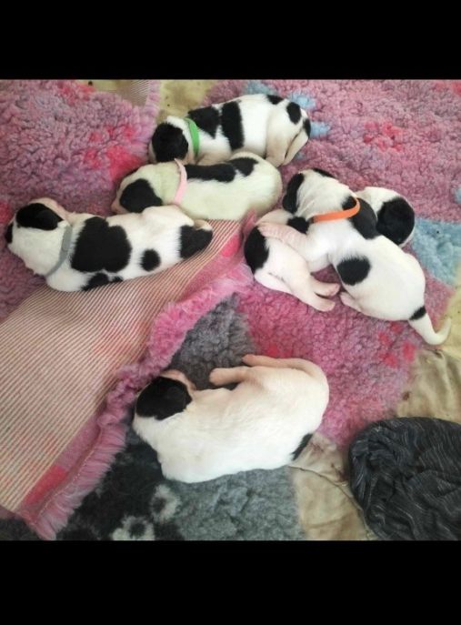 Panna na niedźwiedziu FCI