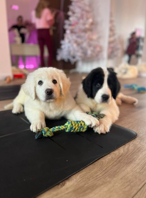 Panna na niedźwiedziu FCI