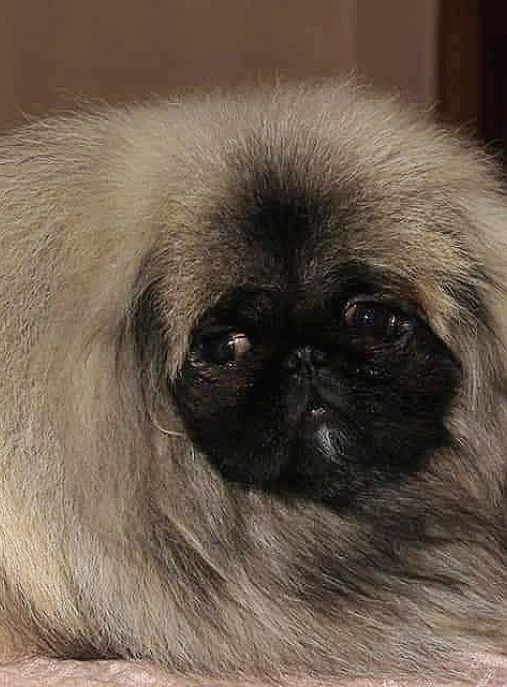 Pekinskiy Izumrud