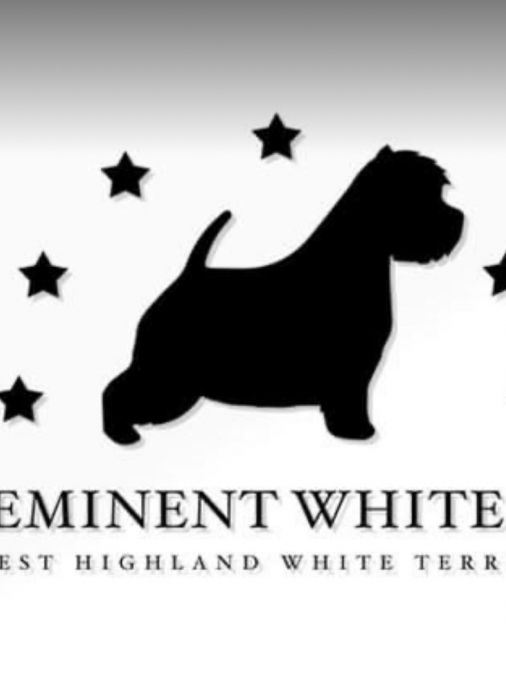 Preeminent White Dog 