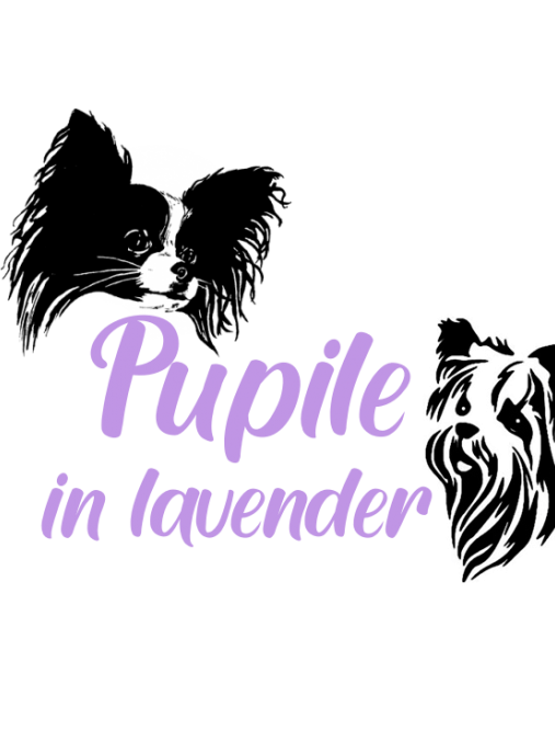 Pupile in Lavender
