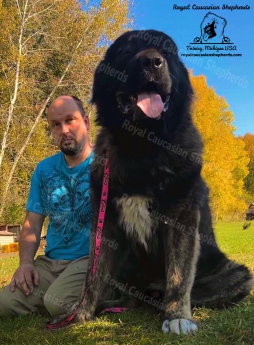 Royal Caucasian Shepherds, LLC 