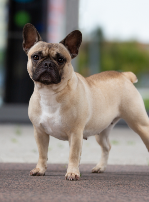 Royal French Bulldogs