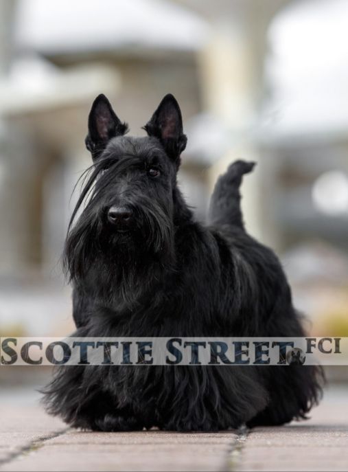 Scottie Street FCI