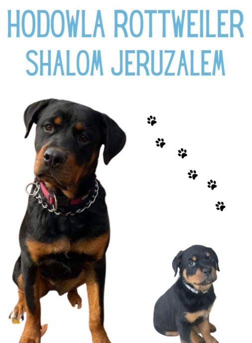 Shalom Jeruzalem