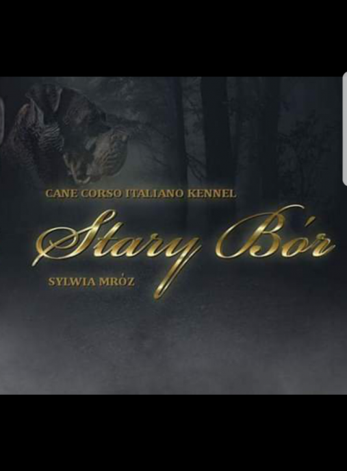 Stary Bór FCI 