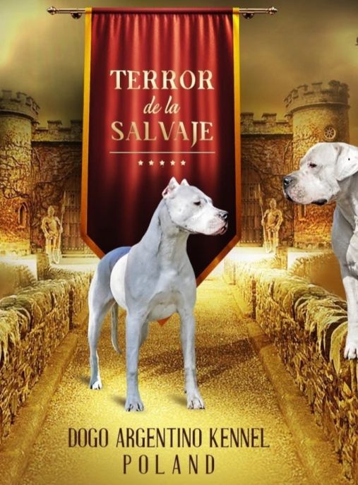 Terror De La Salvaje