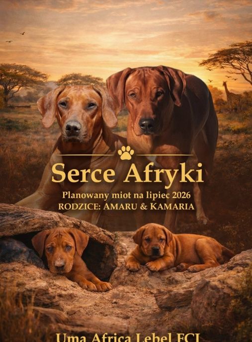 Uma Afrika Lebe FCI
