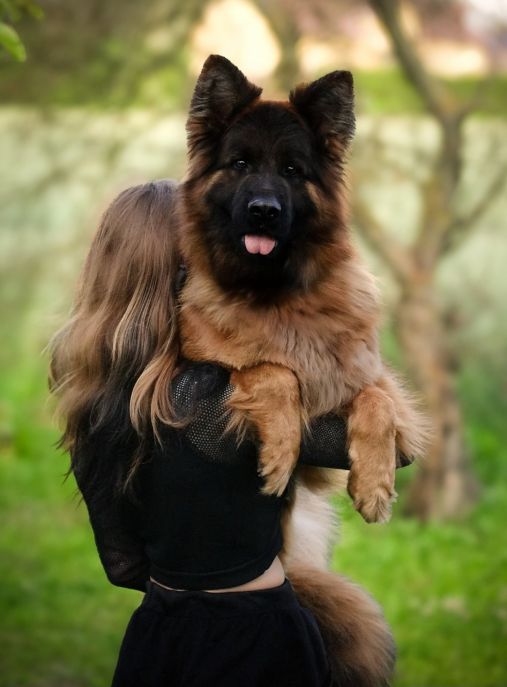 vom Delta Centauri FCI 