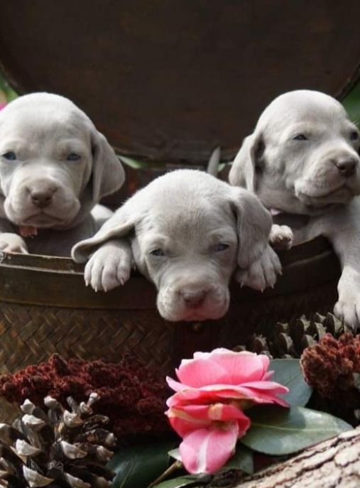 Weimaraner Bosque de Lugh