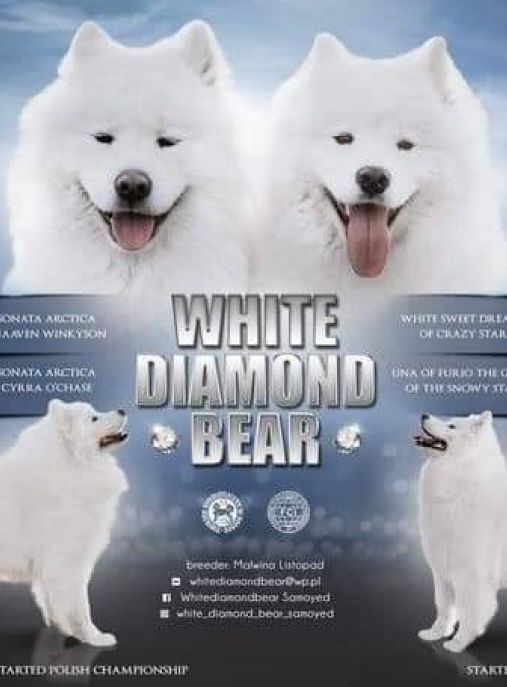 White Diamond Bear