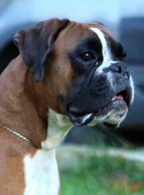 Z Gangu Nieustraszonych FCI 