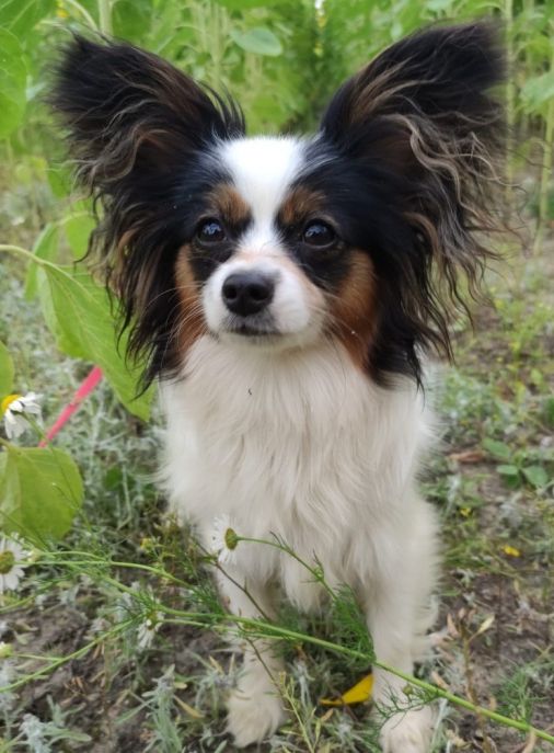 Continental Toy Spaniel (Papillon & Phalène) in portrait