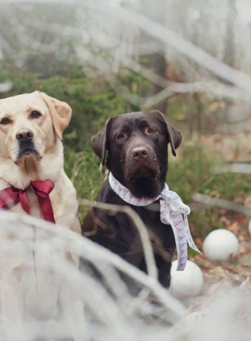 Ze Śląskiej Hołdy FCI