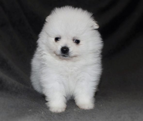Szpic mały biały - szczenięta