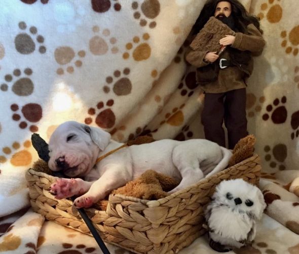 Szczenięta - PORCELAINE