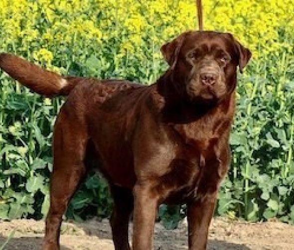 Chocolate Labrador and Rottweiler puppies