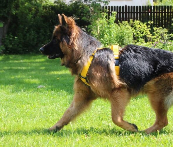 Wyprawka psa, czyli psie akcesoria