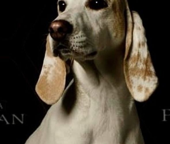 Welpen - Porcelaine