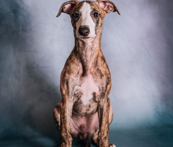 WHIPPET - cachorros