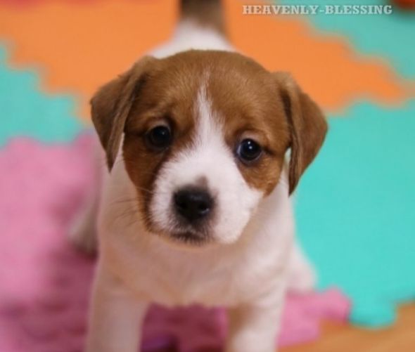 Jack Russell Terrier - Welpen