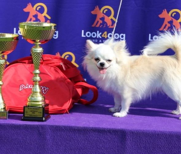 XIII Exposición Internacional de Perros Białystok 2019 - fotos parte I