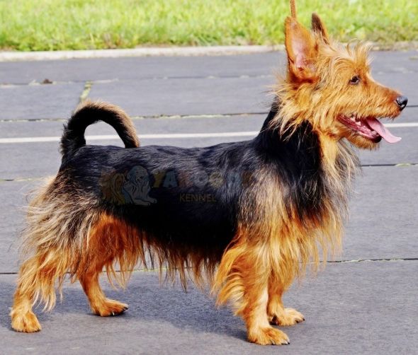 Szczenięta - Terier australijski