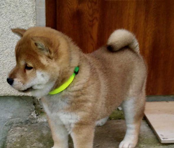 Welpe SHIBA INU - OJI NO KITSUNE