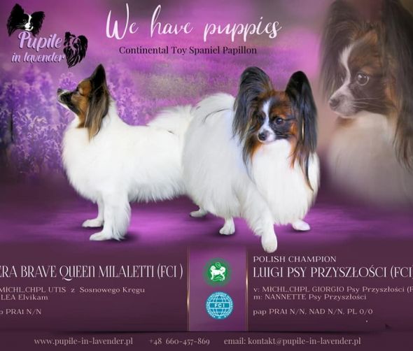 Spaniel Continental Miniatura Papillon