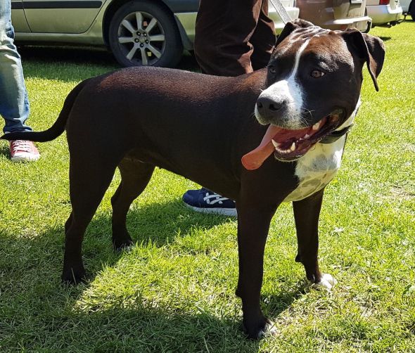 Specjalistyczna Wystawa Terierów Typu Bull