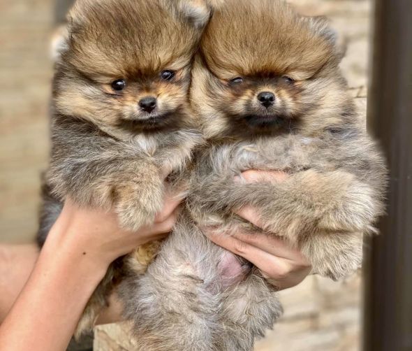 Zwergspitz Pomeranian - Welpen