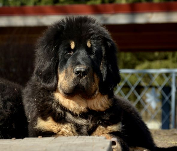 Cachorros - Mastín del Tíbet