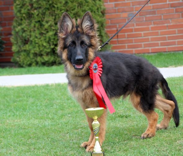 Oceny psów-najważniejsze skróty 