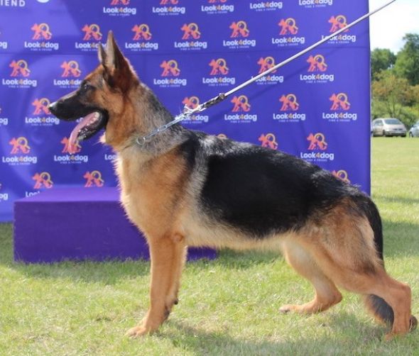 Exposición Nacional de Pastores Alemanes Rypin 2019