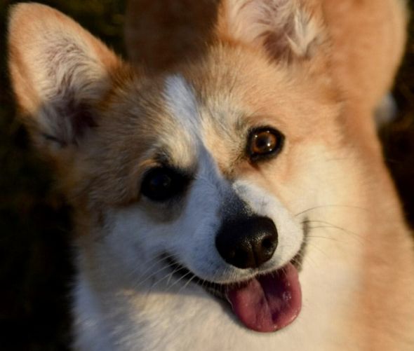 Welsh corgi pembroke - miot planowany 