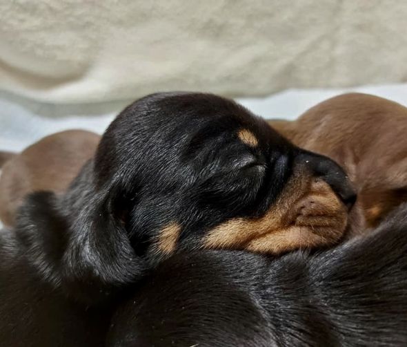 Jamnik króliczy krótkowłosy - szczenięta