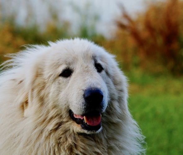 Pirenejski pies górski - szczenięta
