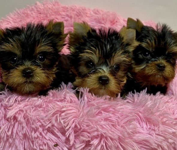 Szczenięta - Yorkshire terrier
